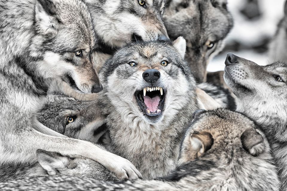 Fotogalerie: Die Natur in Bildern