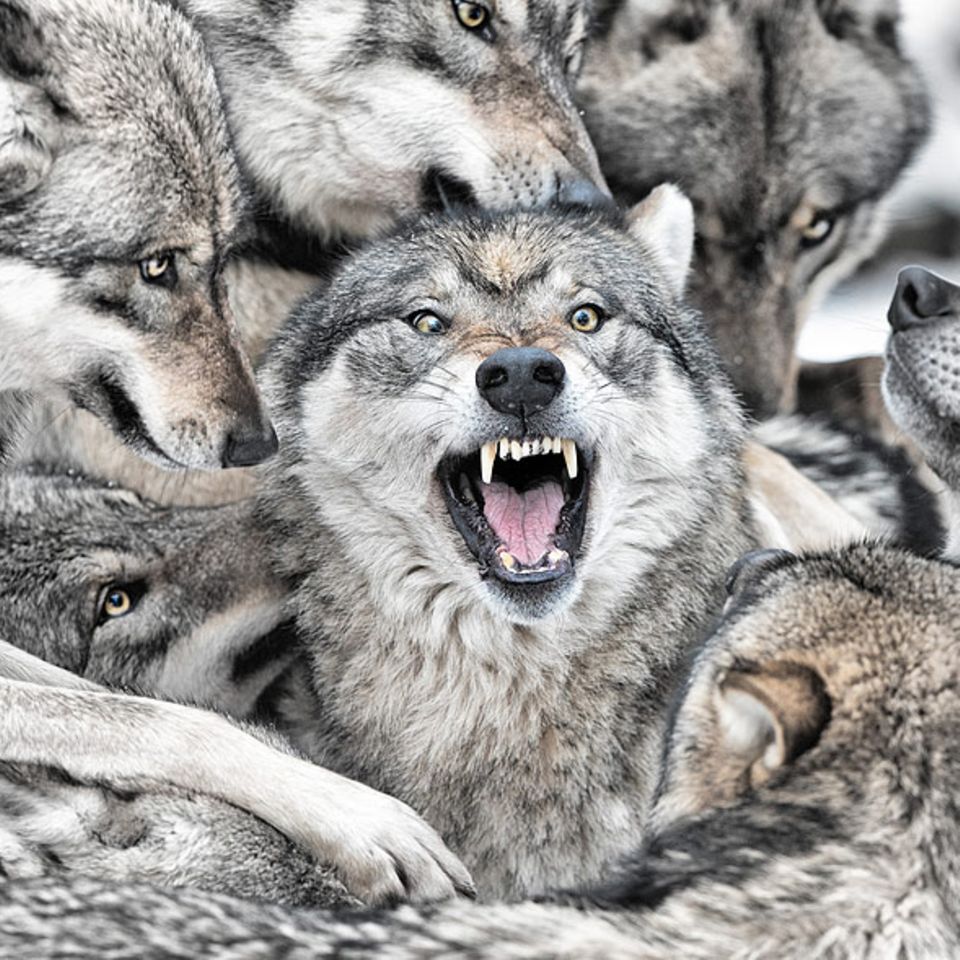 Genervter Alphawolf