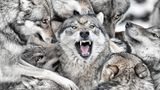 Genervter Alphawolf