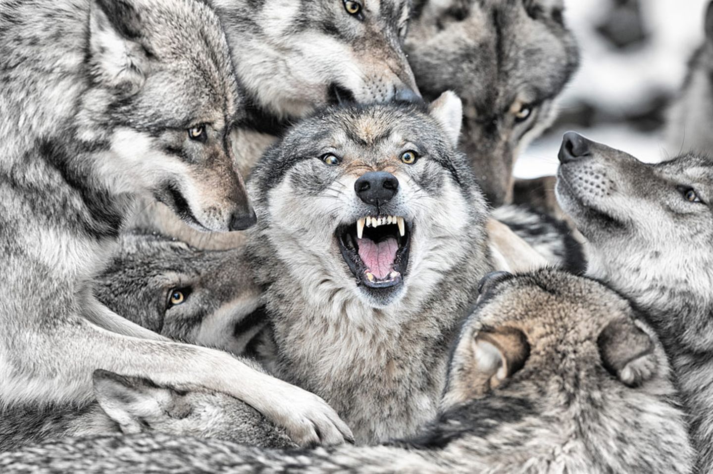 Genervter Alphawolf