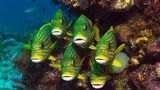 Exotische Unterwasserwelt