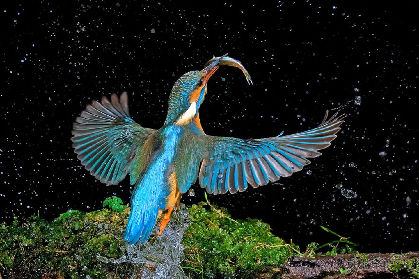 Eisvögel in Action