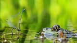 Libellen-Liebe macht blind