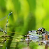 Libellen-Liebe macht blind
