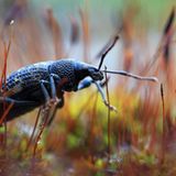 Rüsselkäfer unterwegs