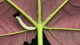 Raupe
