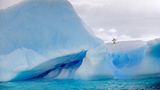 Lonely Pinguin