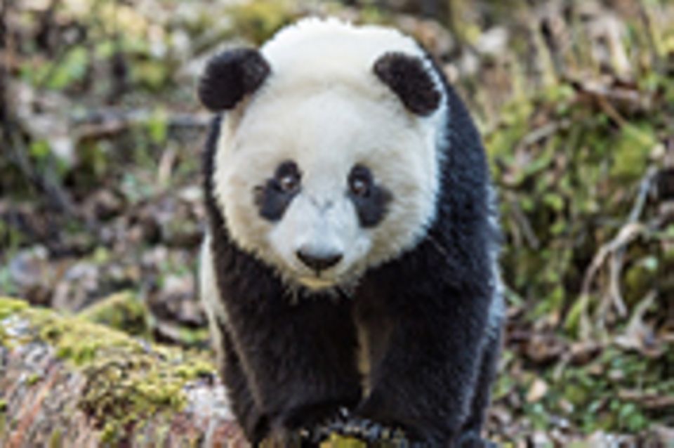 Große Pandas: Der ungewöhnliche Weg zurück
