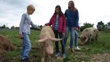 Tierschutz: Kinder für Schweine