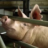 Tierschutz: Kinder für Schweine - Bild 2