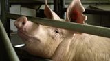 Tierschutz: Kinder für Schweine - Bild 2