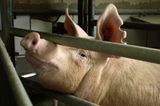 Tierschutz: Kinder für Schweine - Bild 2