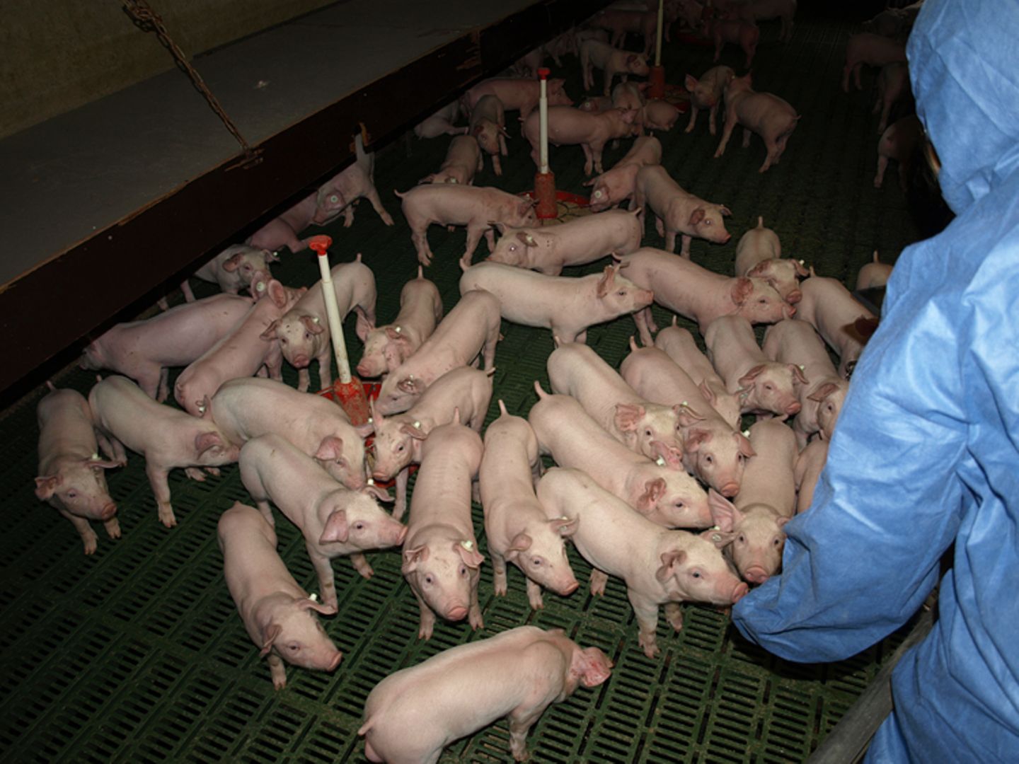 Tierschutz: Kinder für Schweine - Bild 4