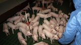 Tierschutz: Kinder für Schweine - Bild 4
