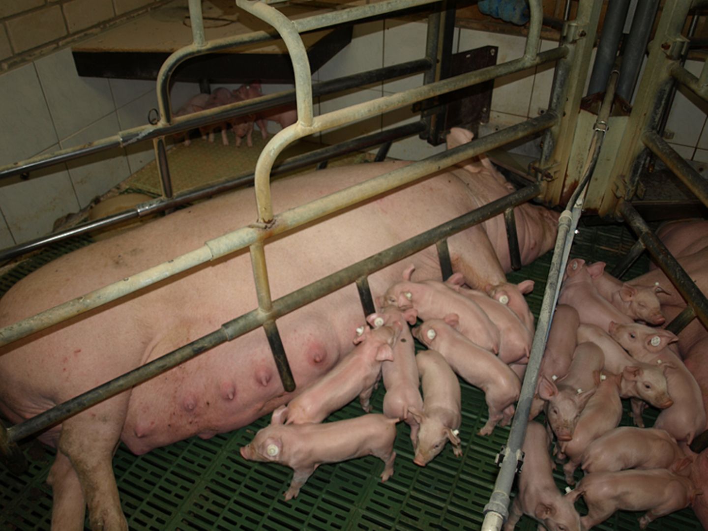 Tierschutz: Kinder für Schweine - Bild 5