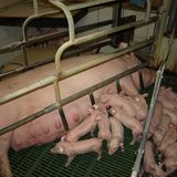 Tierschutz: Kinder für Schweine - Bild 5