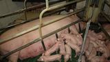 Tierschutz: Kinder für Schweine - Bild 5