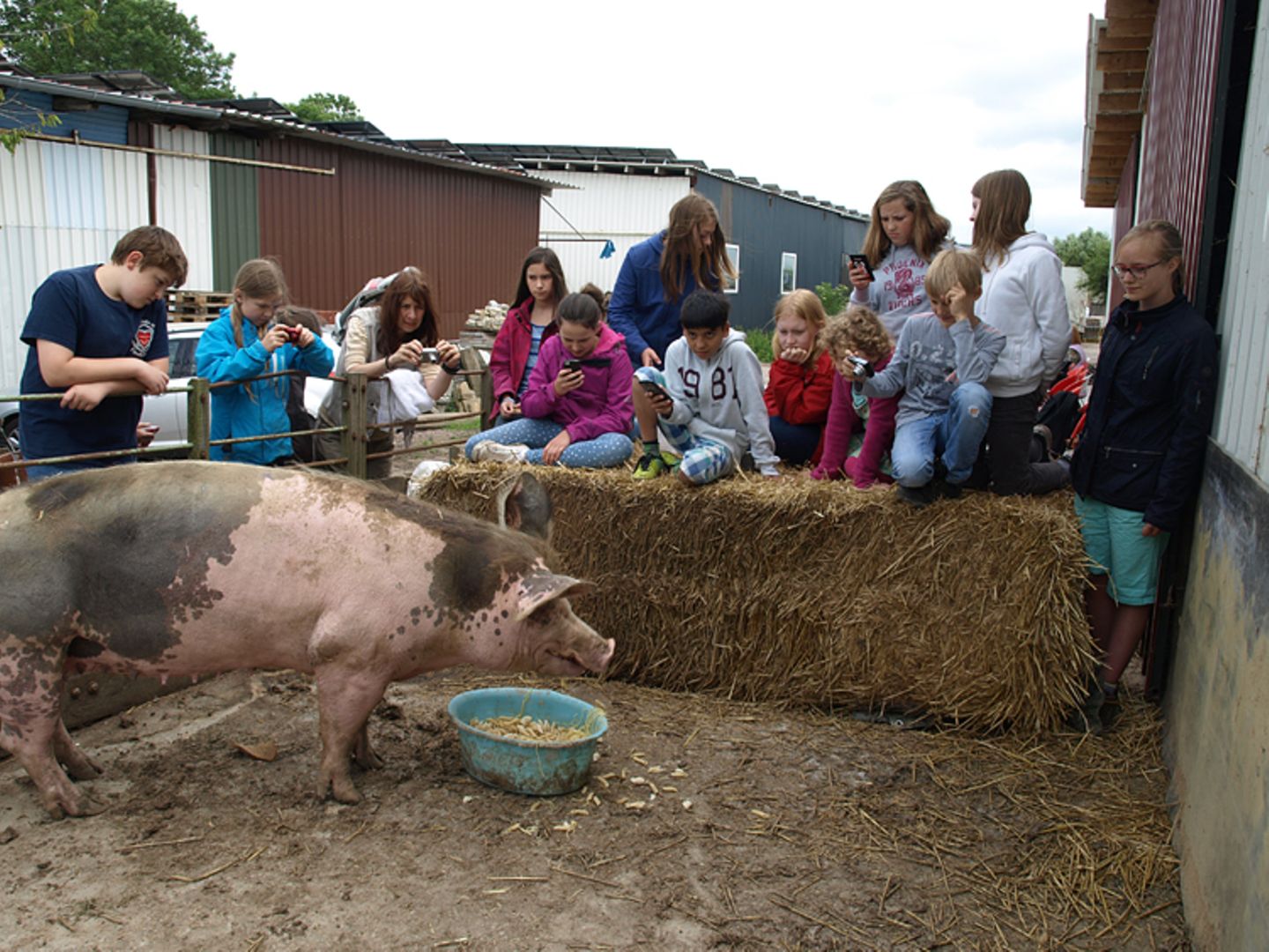 Tierschutz: Kinder für Schweine - Bild 6
