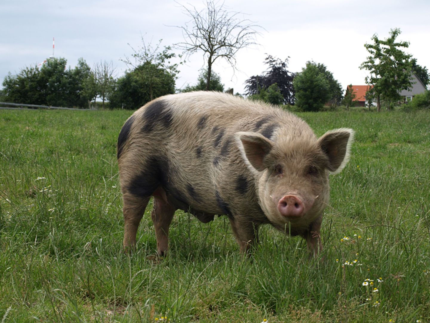 Tierschutz: Kinder für Schweine - Bild 7