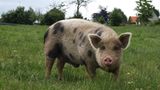 Tierschutz: Kinder für Schweine - Bild 7