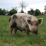 Tierschutz: Kinder für Schweine - Bild 7
