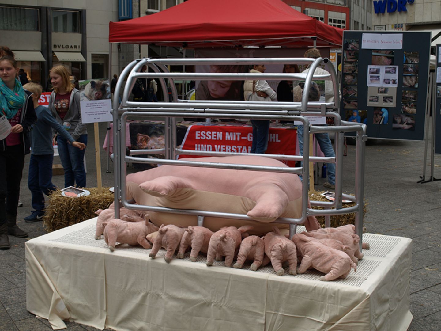 Tierschutz: Kinder für Schweine - Bild 10