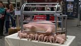 Tierschutz: Kinder für Schweine - Bild 10