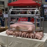 Tierschutz: Kinder für Schweine - Bild 10
