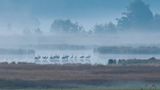 Rambower Moor