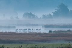 Rambower Moor