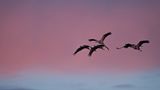 Im Flug