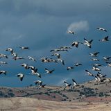 Laguna de Gallocanta