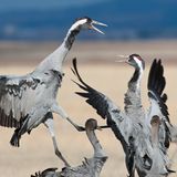 Revierstreitigkeiten