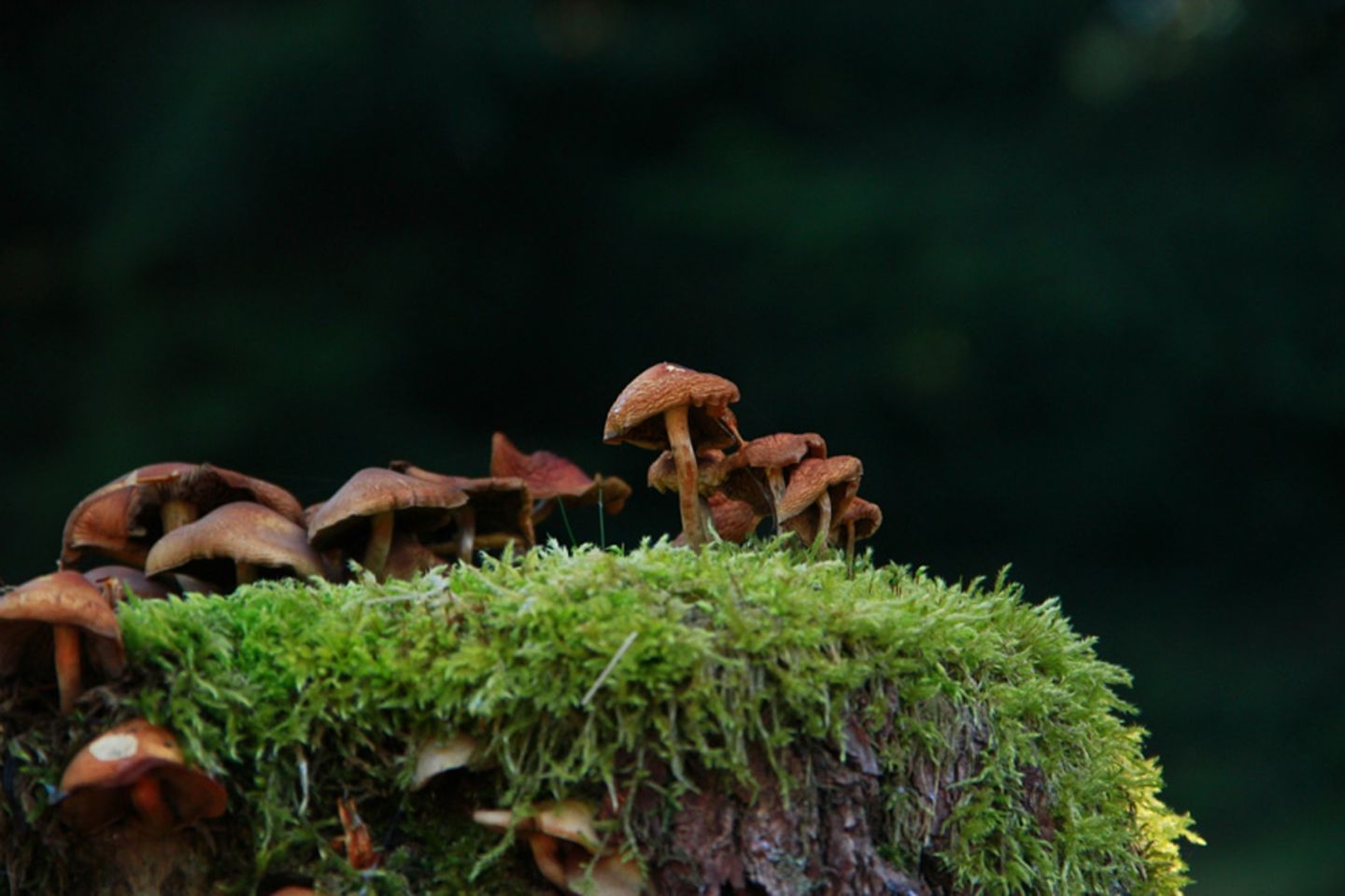 GEO Leserfoto: Die besten Leserfotos: Oktober 2014 - Bild 13