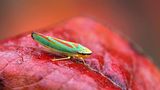 GEO Leserfoto: Die besten Leserfotos: Oktober 2014 - Bild 17