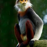 Laos, Nordvietnam, Nordostkambodscha