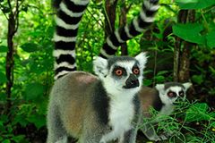Süd-Madagaskar
