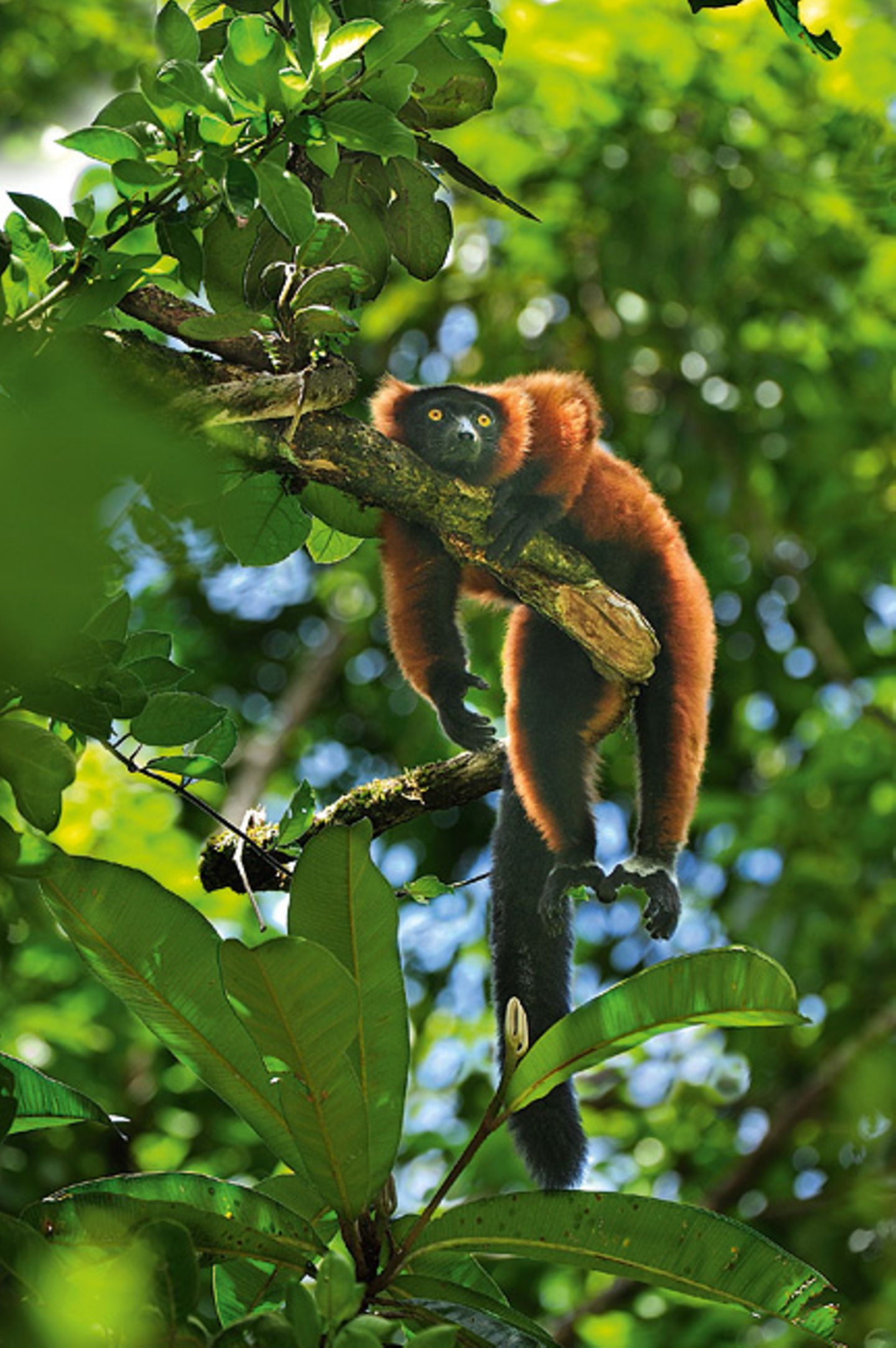 Nordost-Madagaskar