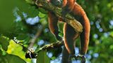 Nordost-Madagaskar