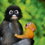 Süd-Thailand, Süd-Myanmar, Malaysia