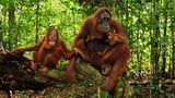 Borneo