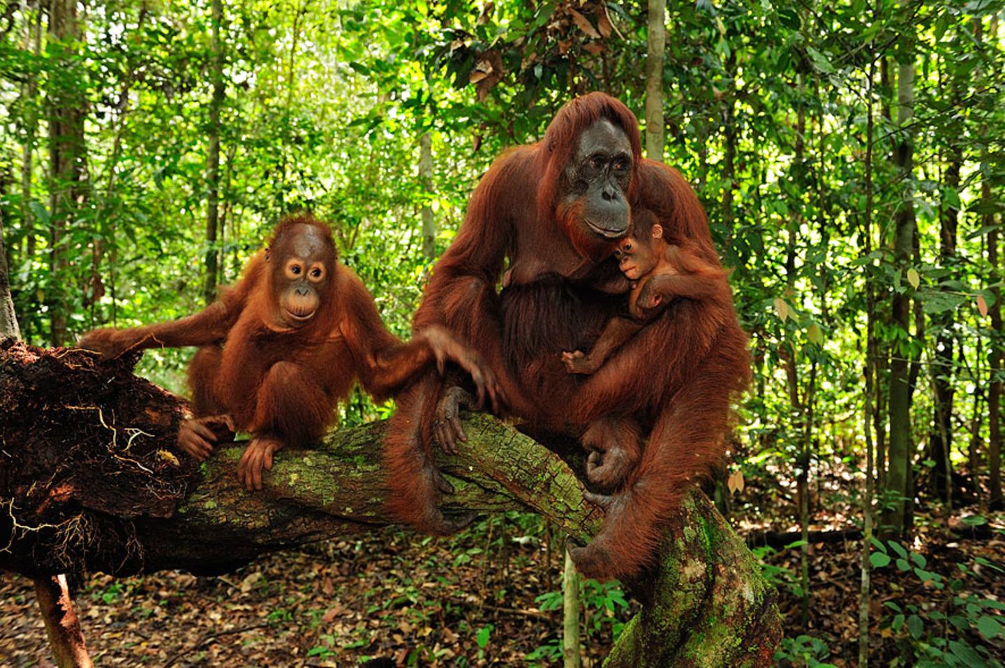 Borneo
