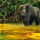 Kamerun, Gabun, Zentralafrikanische Republik