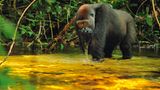 Kamerun, Gabun, Zentralafrikanische Republik