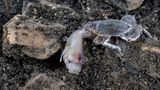 Kampf auf Leben und Tod Kampf auf Leben und Tod
