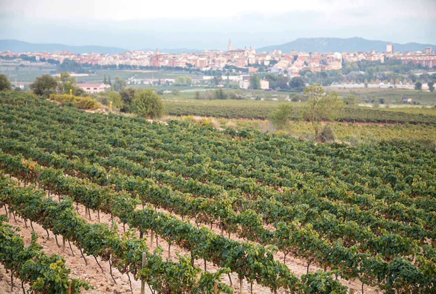 Vilafranca de Penedès
