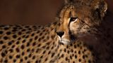 Gepard