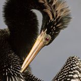 Kormoran
