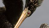 Kormoran