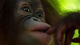 Orang-Utan
